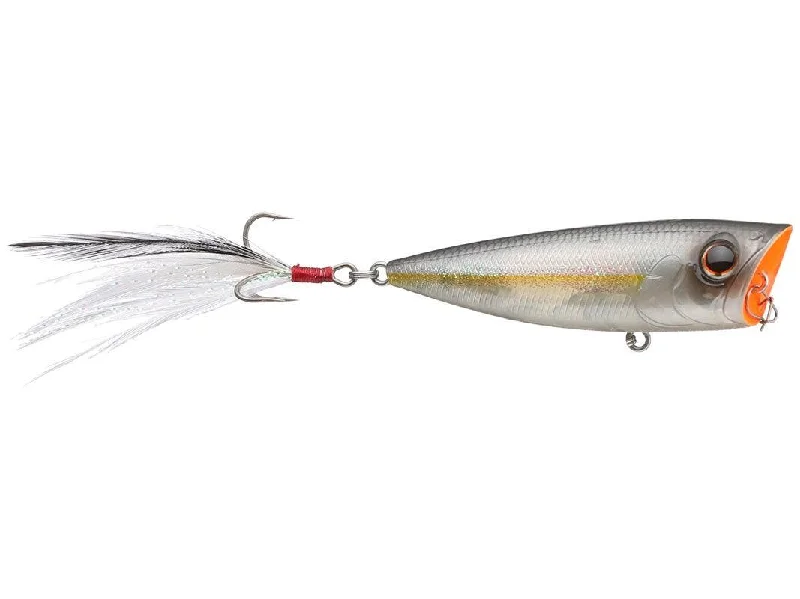 american shad