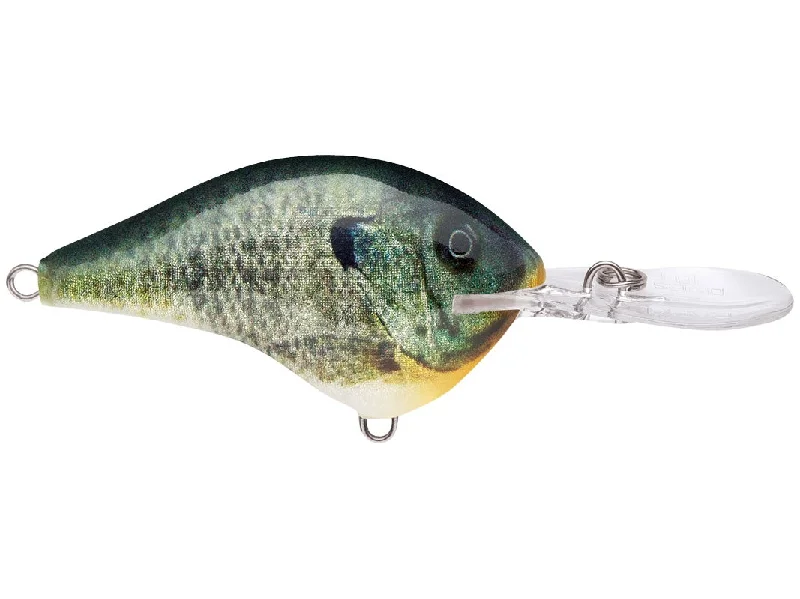 Live Bluegill